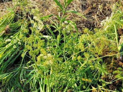 Вех ядовитый: ветеринар объяснила, как распознать отравление животного