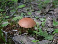 Этнографический музей. Экспозиция под открытым небом