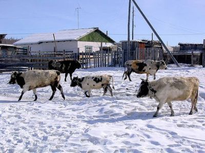 В Якутии повысят субсидию на поголовье коров для личных подсобных хозяйств