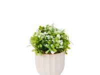 Цветок Pratora