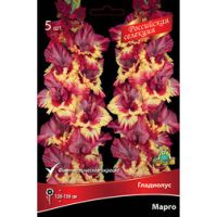 Гладиолус Марго (5 шт.)