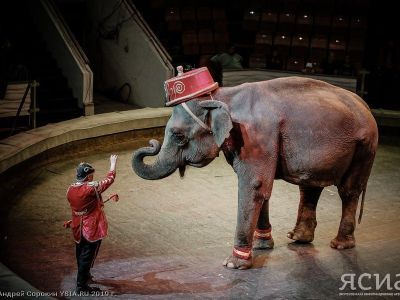 Грациозные слоны и молодые тигры итальянского цирка на репетиции в Якутске (ФОТО)
