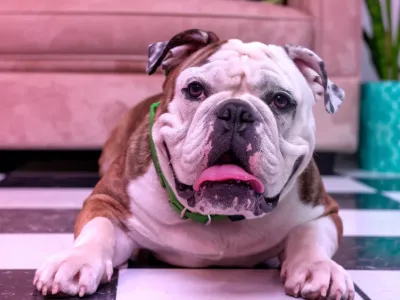 Топ-5 ленивых пород собак