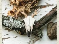 Деревянная брошка Дворникова А. "Череп оленя"