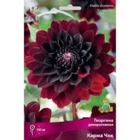 Георгина декоративная Карма Чок (1 шт.)