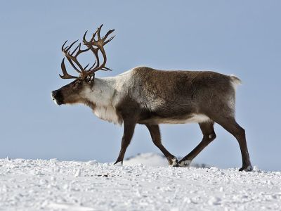Для сохранения диких северных оленей в Якутии создадут особо охраняемую природную территорию