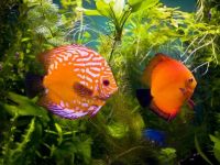 Санкт-Петербургский океанариум