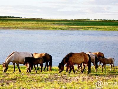 Использование домашних животных в предпринимательской деятельности предложили ограничить