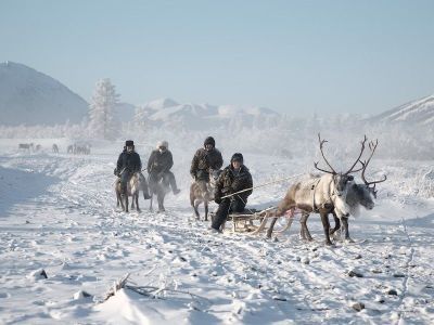 Оленеводов в Якутии могут оштрафовать за сбор бивней мамонта в природном заказнике