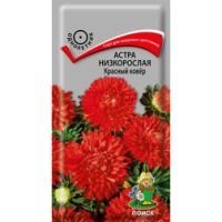 Астра низкорослая Красный ковёр