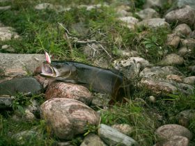 Рыбалка на реках Алдан, Томпо, Хандыга, Барайы, Тукулан, Келя, Тумара