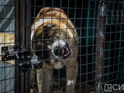 В Ил Тумэне разъяснили закон Якутии по обращению с животными без владельцев