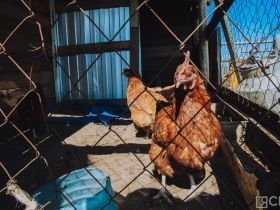 День сайылыка в Якутии: прогулка по летней ферме в Намском улусе