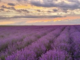 Фотосессия в Провансе