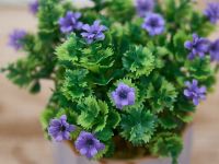 Цветок Corinaldo