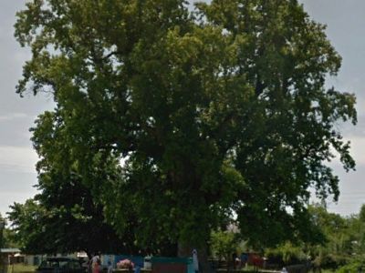 Тюльпанное дерево (лириодендрон), посаженное другом А.С. Пушкина Н.Н. Раевским (младшим)