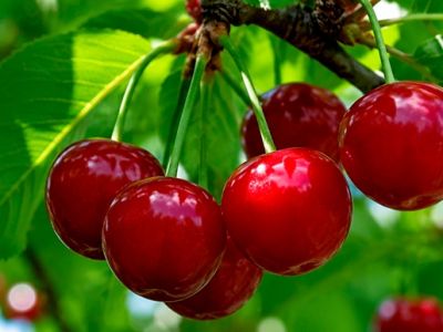 Листья вишни: польза и вред