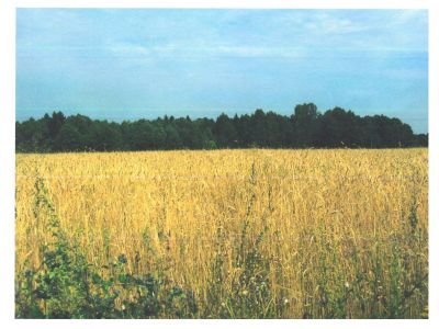 Священная роща