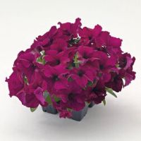 Петуния грандифлора Саксесс 360° Бургунди (уп-1000драже) профессиональные семена