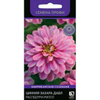 Цинния Захара Дабл Распберри Риппл (Семена Профи)