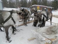 Парк культуры и отдыха «Северный очаг»