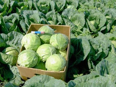 В Ленском районе построят овощехранилище и расширят пахотные земли