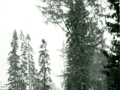 Усадьба Давыдково. Связана с родом Пушкиных, родственниками А.С.Пушкина