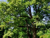 Парк культуры и отдыха «Дубки»