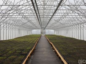 Крупнейший в Якутии лесопитомник открыли в селе Табага