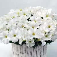 Петуния грандифлора Капри Вайт (уп-250драже) профессиональные семена