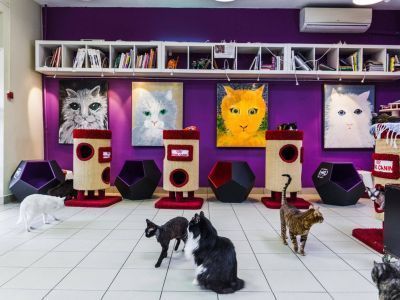 Филиал Санкт-Петербургского Музея кошки «Республика кошек»