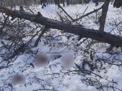 Следком организовал проверку после гибели мужчины при валке леса в Мегино-Кангаласском районе