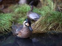 Отдел природы Иркутского краеведческого музея им. Н. Н. Муравьева-Амурского
