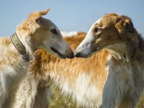 Царская охота с борзыми