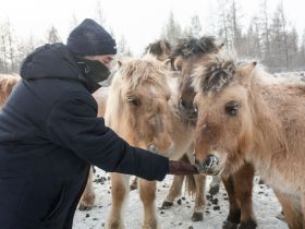 Автопутешествие Якутск - Оймякон - Магадан (Зимний сезон)