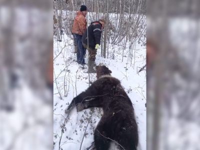 57-летний житель Якутии спасся от напавшего на него медведя-шатуна