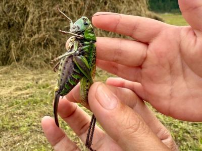 Огромного кузнечика-хищника обнаружили в Амгинском районе Якутии