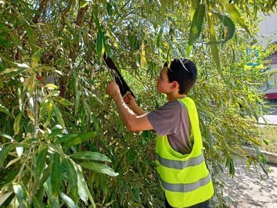Ребята из трудового лагеря ЦДО обрезали мешающие прохожим ветки