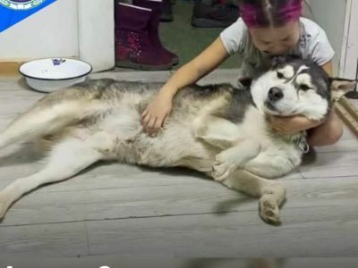 Жители Якутии могут взять из приюта собак и кошек