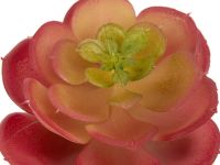 Суккулент Apostolello