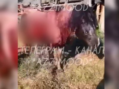 Медведь разодрал живот лошади в Верхневилюйском районе Якутии. Пострадавшее животное вернулось домой