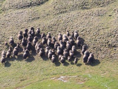 Овцебыков в Якутии пересчитают с воздуха