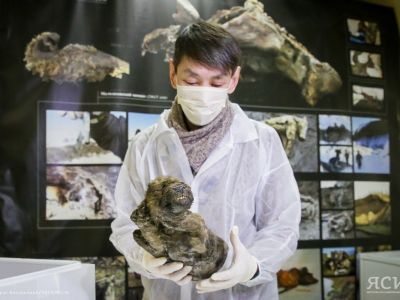 Dog or..? О прошлом и будущем древнего щенка, найденного в Якутии