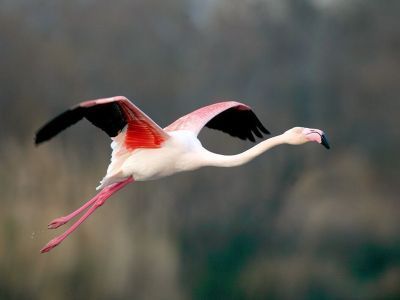 Неожиданный гость. В Таркайинский наслег Нюрбинского улуса прилетел фламинго