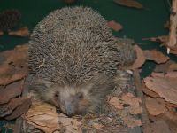 Сковородинский районный краеведческий музей им. П. А. Флоренского