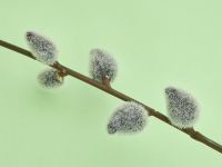 Декоративное украшение Willow