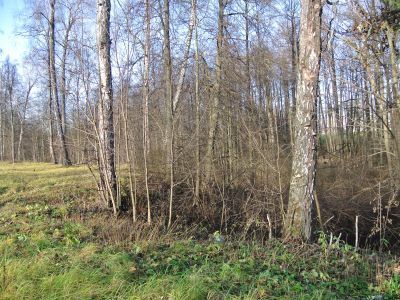 Вал и канава вокруг березовой рощи
