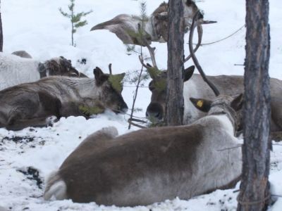 Видео: рядом с Якутском появилось первое креативное стойбище оленей