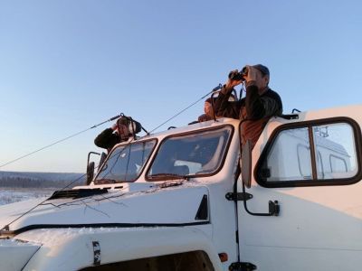 Мониторинг лесных бизонов провели в Горном районе Якутии