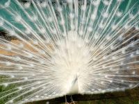 Государственный Большереченский зоопарк имени В.Д. Соломатина